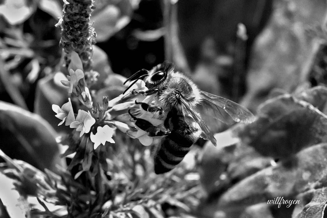 A black and white photo of a bee with a painterly edit