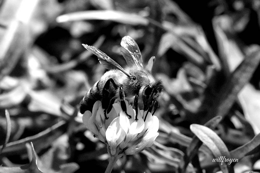 A black and white photo of a bee with a painterly edit