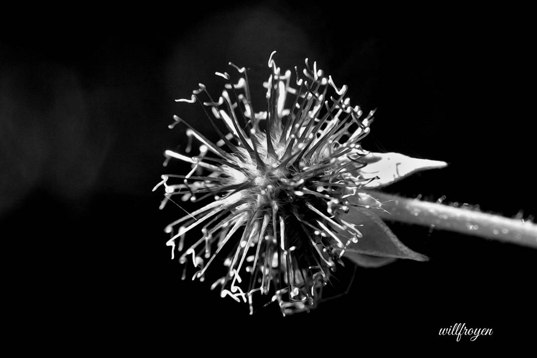 A black and white photo of a bur with a painterly edit