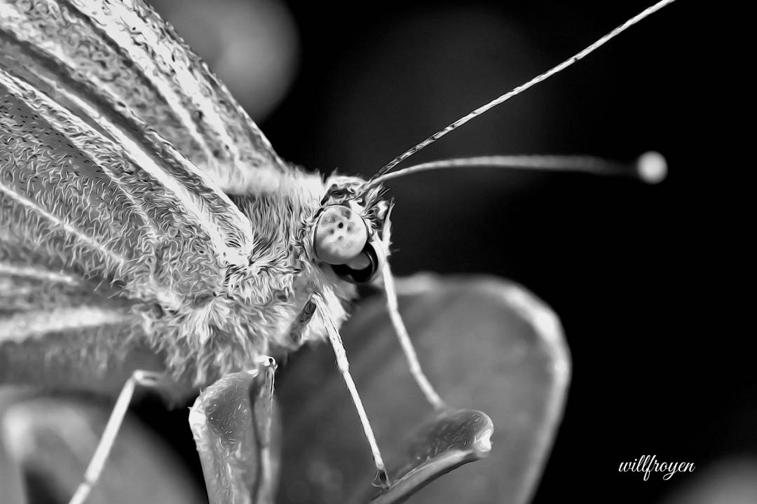 A black and white photo of a butterfly with a painterly edit