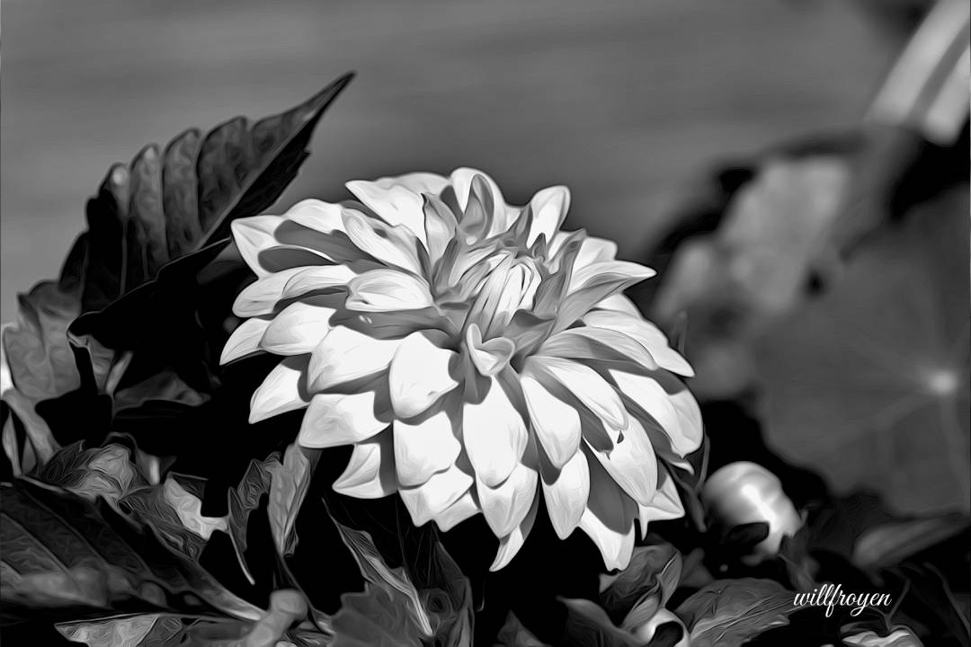 A black and white photo of a dahlia flower with a painterly edit