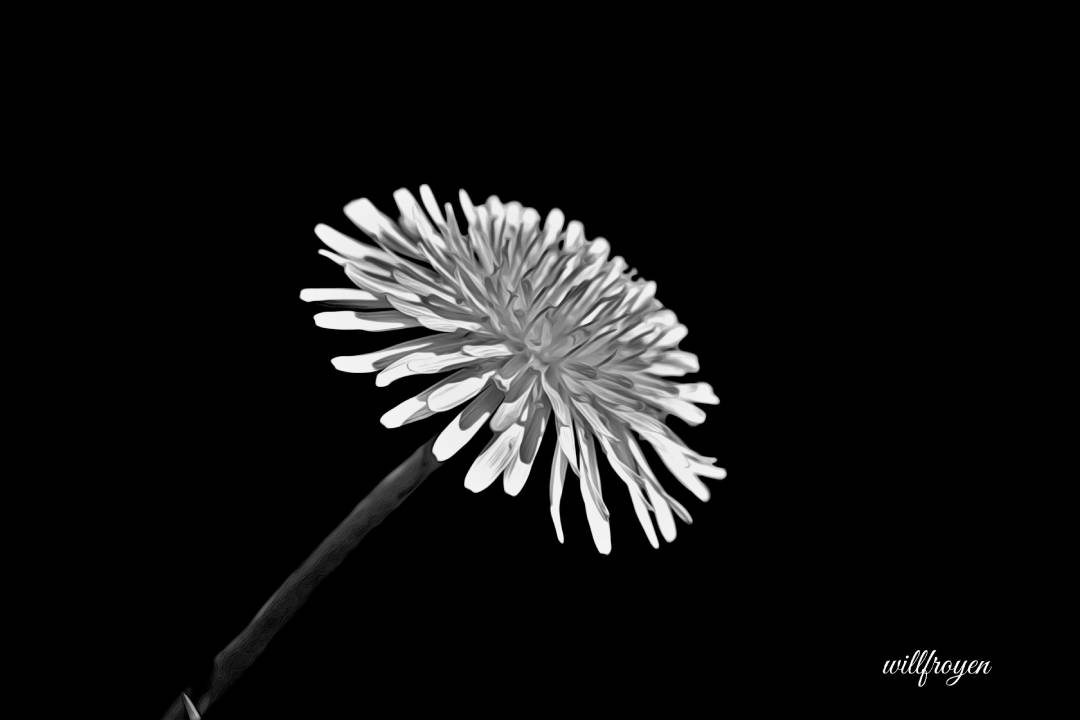 A black and white photo of a dandelion with a painterly edit