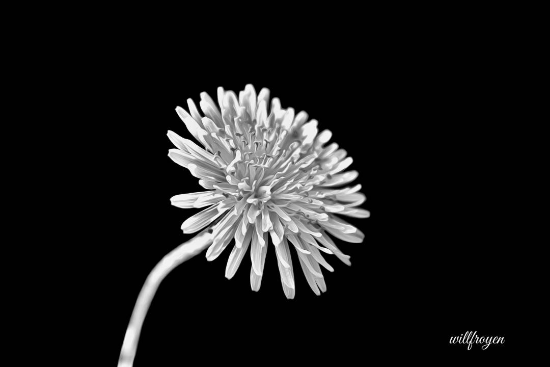 A black and white photo of a dandelion with a painterly edit