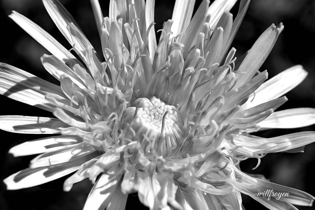 A black and white photo of a dandelion with a painterly edit