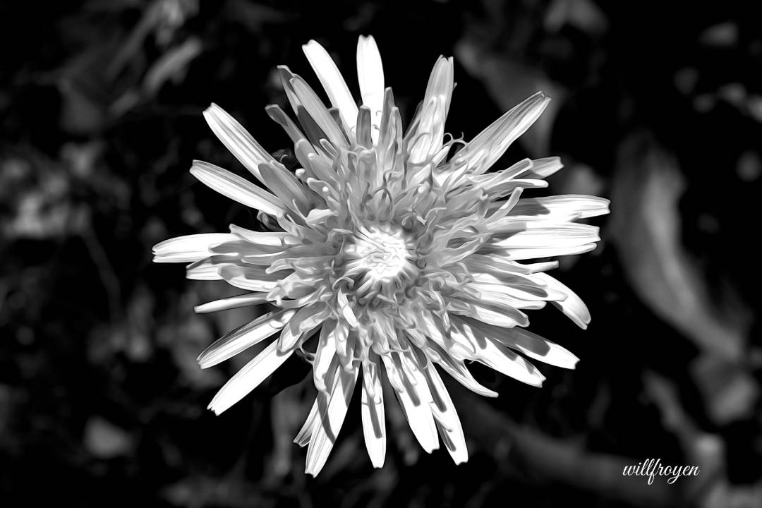 A black and white photo of a dandelion with a painterly edit