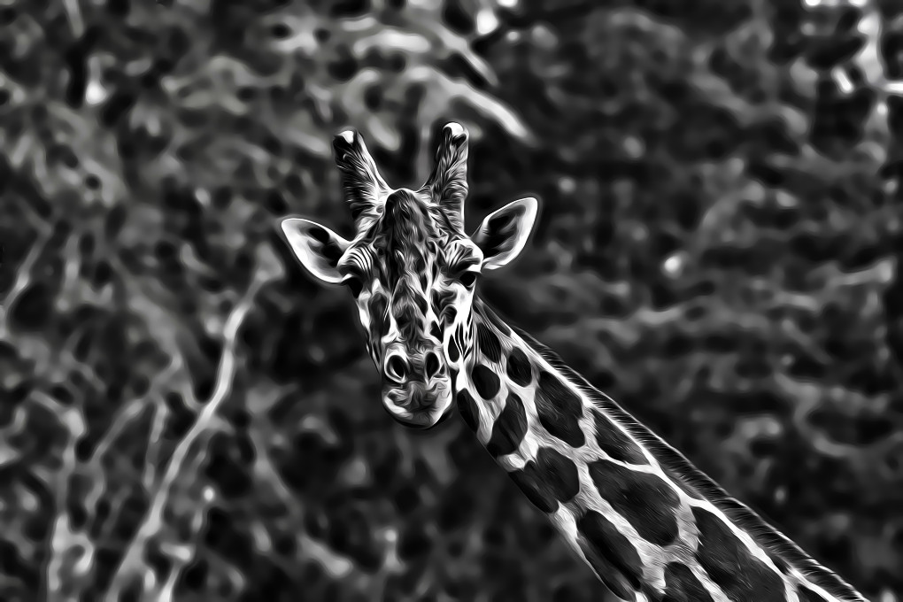 A black and white photo of a giraffe with a painterly edit