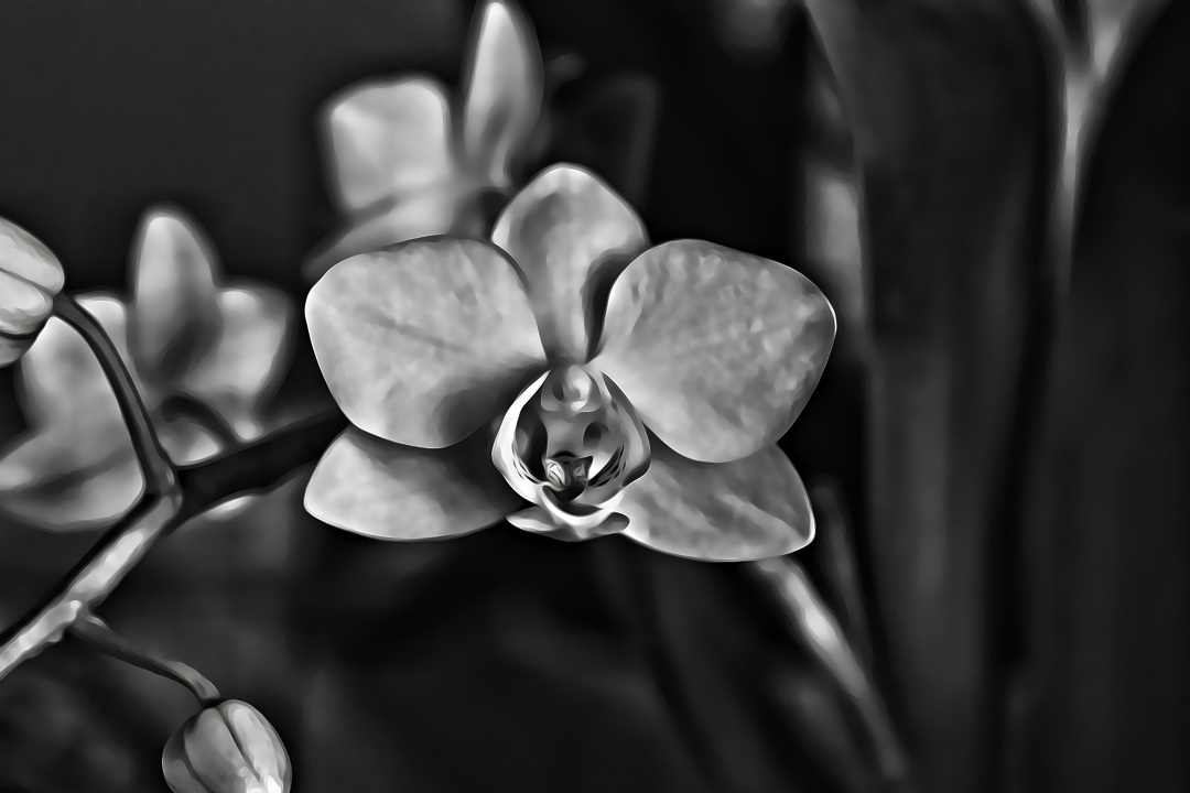 A black and white photo of an orchid with a painterly edit