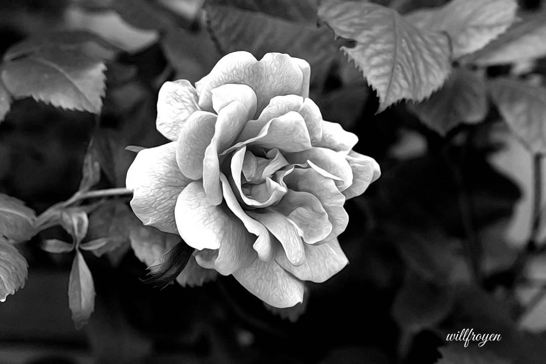 A black and white photo of a rose with a painterly edit