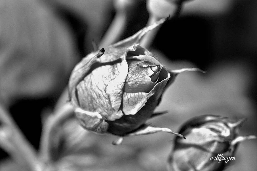 A black and white photo of a rose with a painterly edit