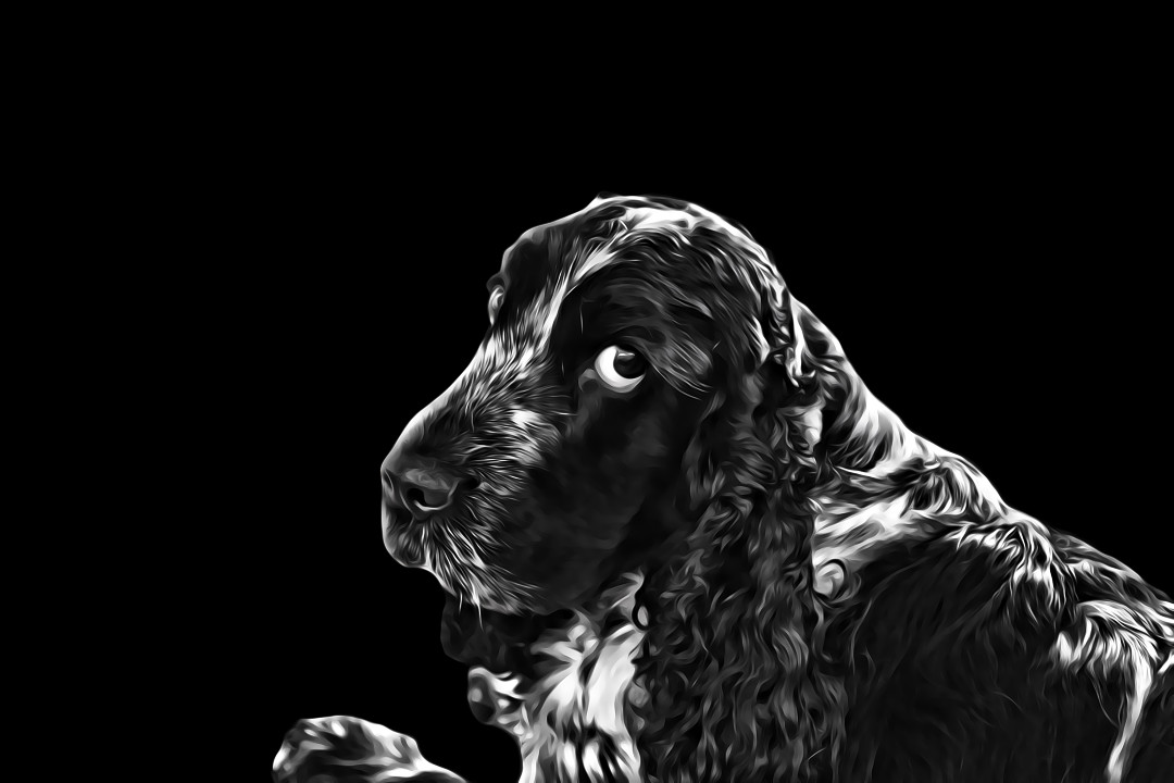 A black and white photo of a cocker spaniel with a painterly edit