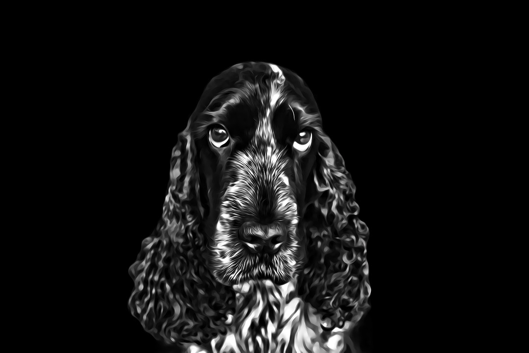 A black and white photo of a cocker spaniel with a painterly edit