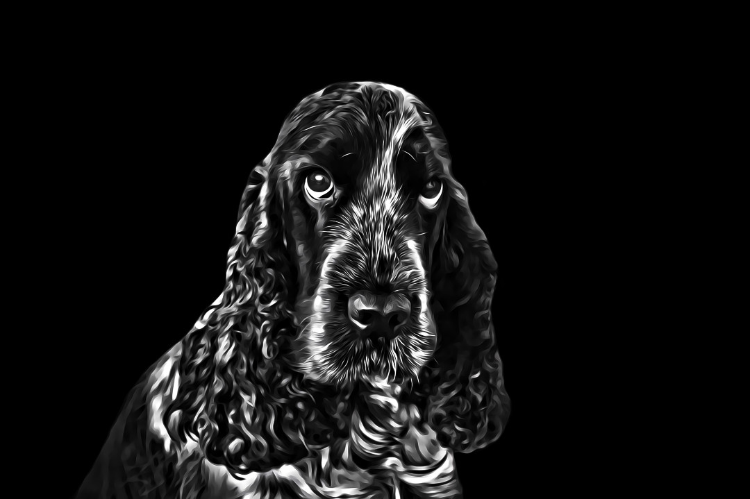 A black and white photo of a cocker spaniel with a painterly edit