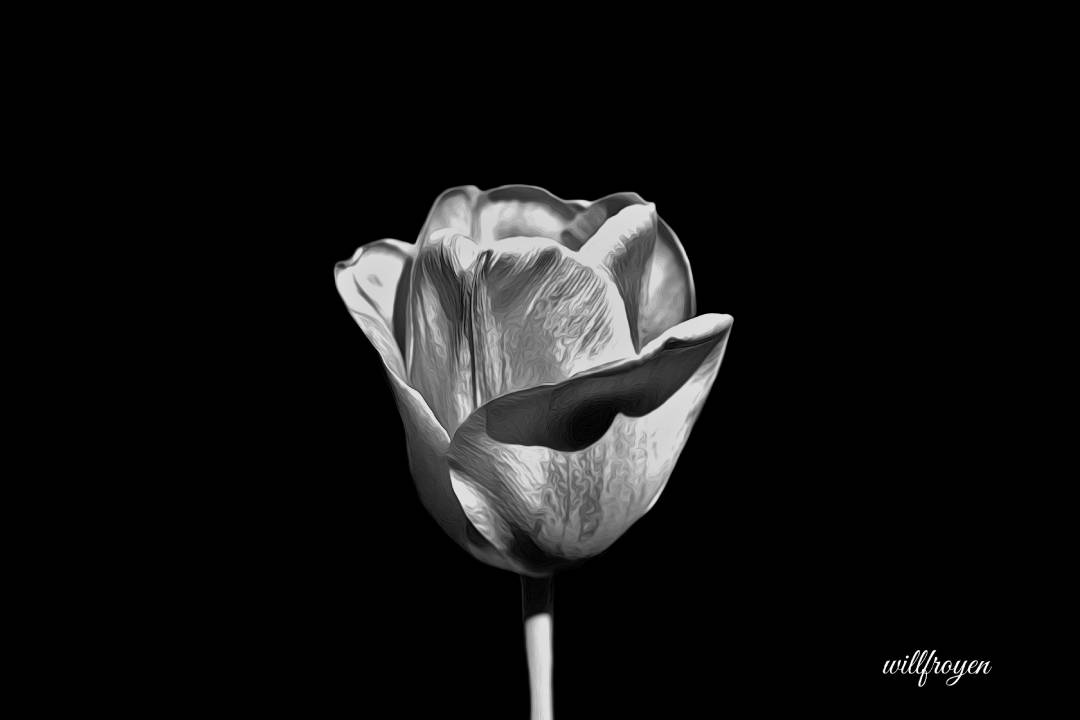 A black and white photo of a tulip with a painterly edit
