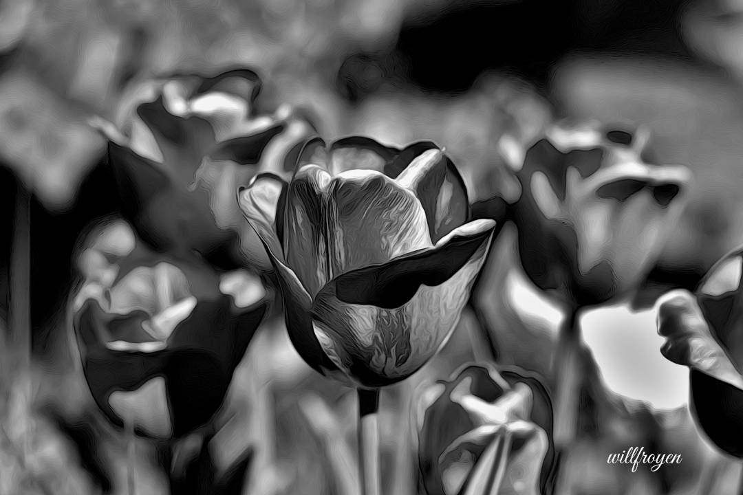 A black and white photo of a tulip with a painterly edit