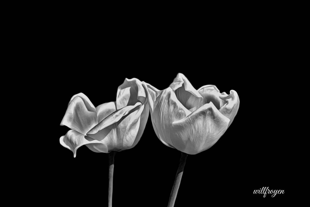 A black and white photo of tulips with a painterly edit