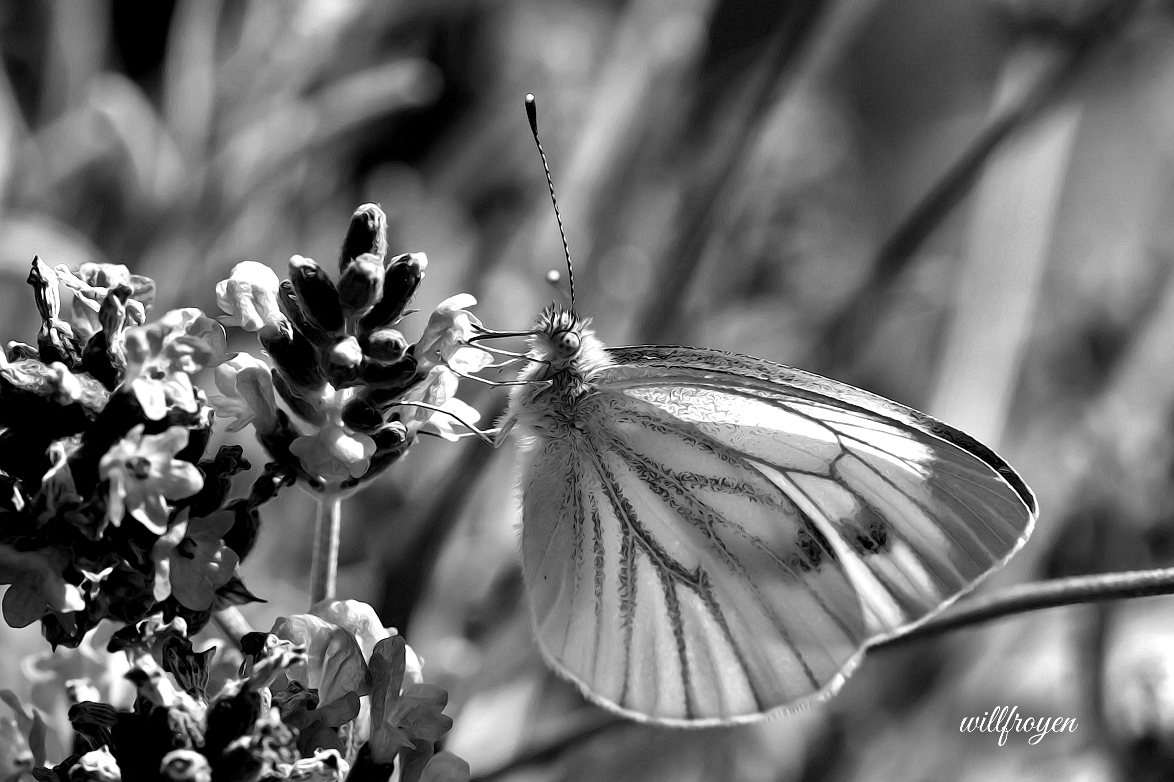 A black and white photo of a butterfly with a painterly edit