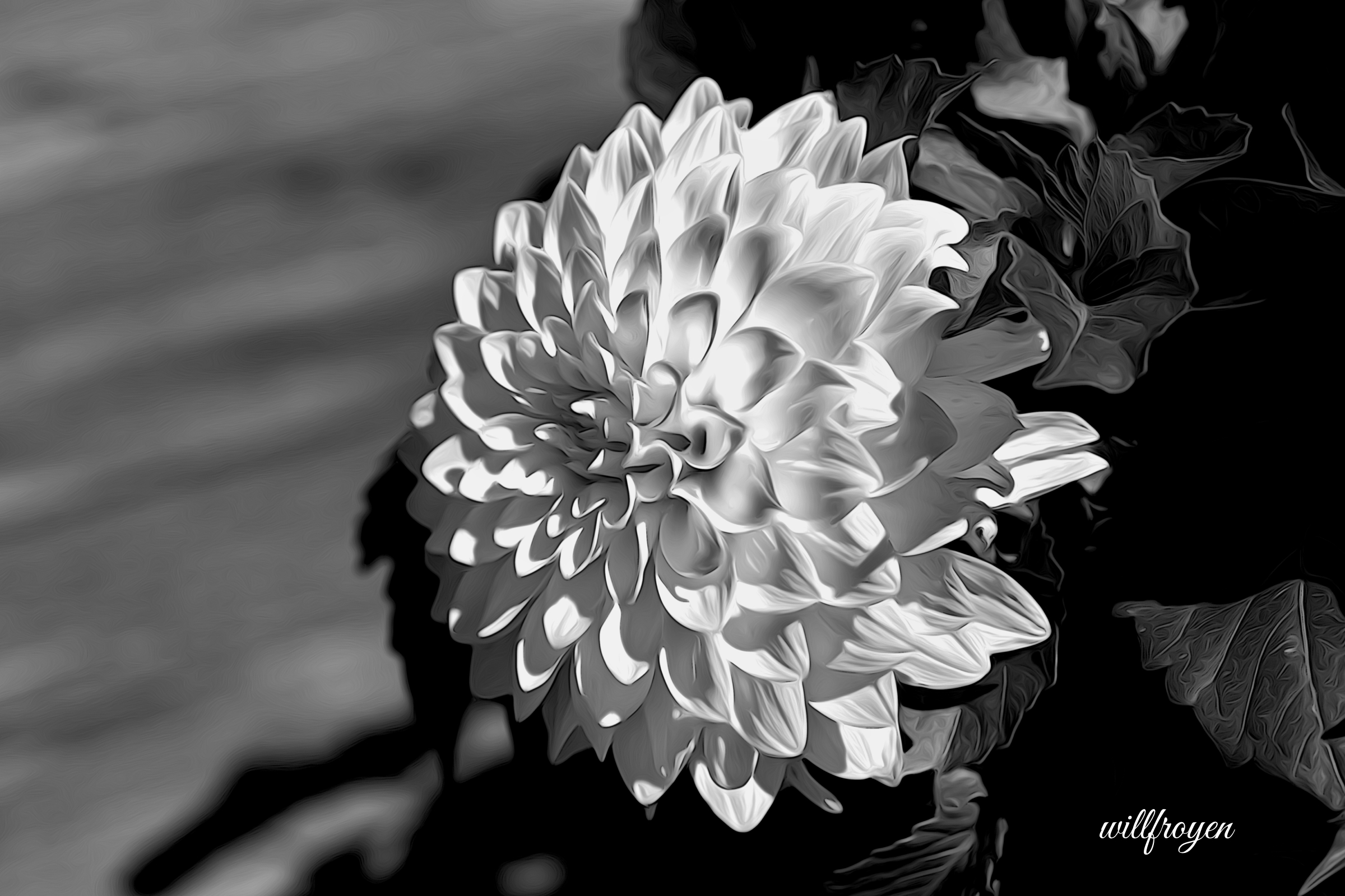 A black and white photo of a dahlia flower with a painterly edit