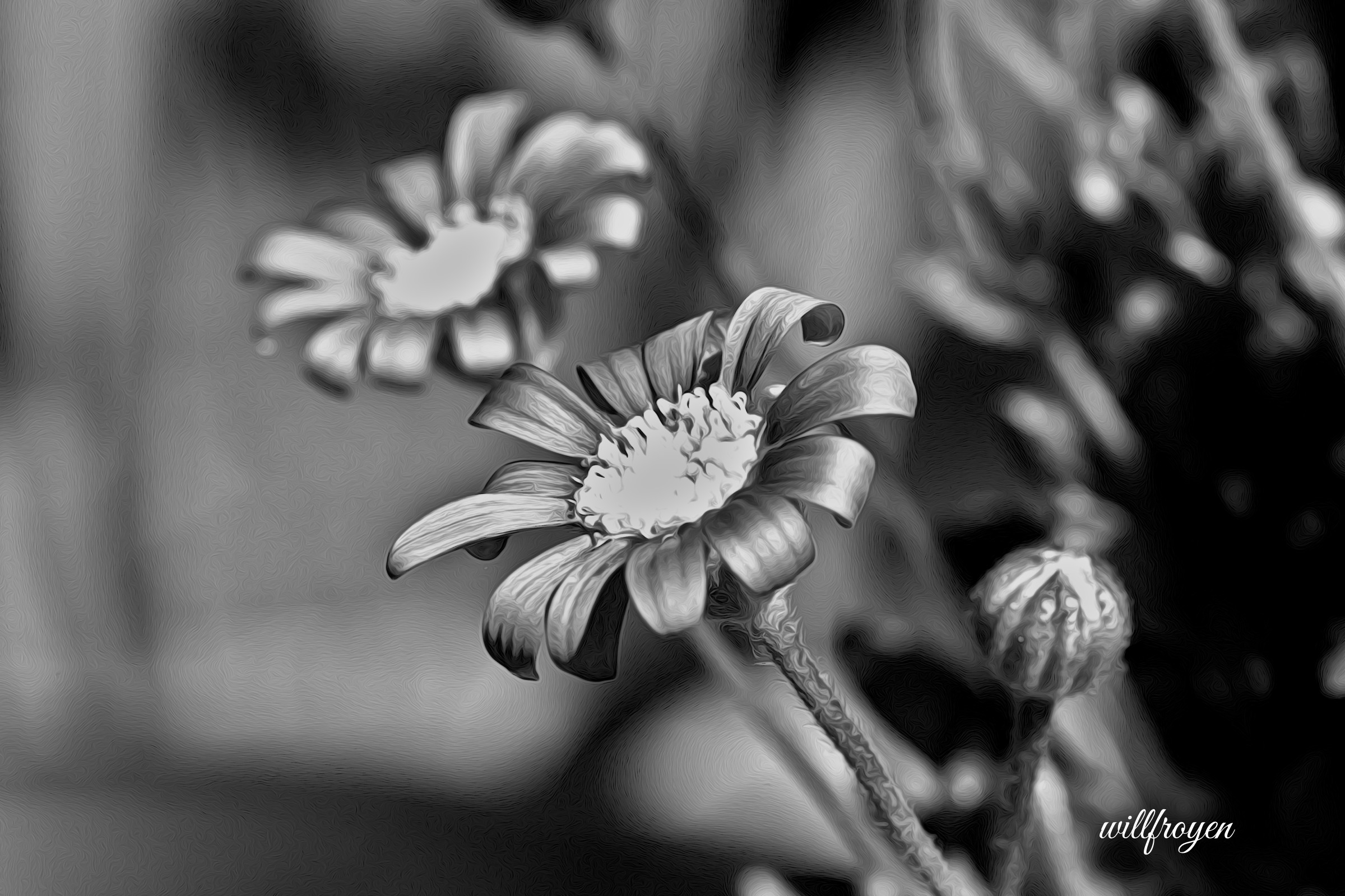 A black and white photo of a felicia flower with a painterly edit