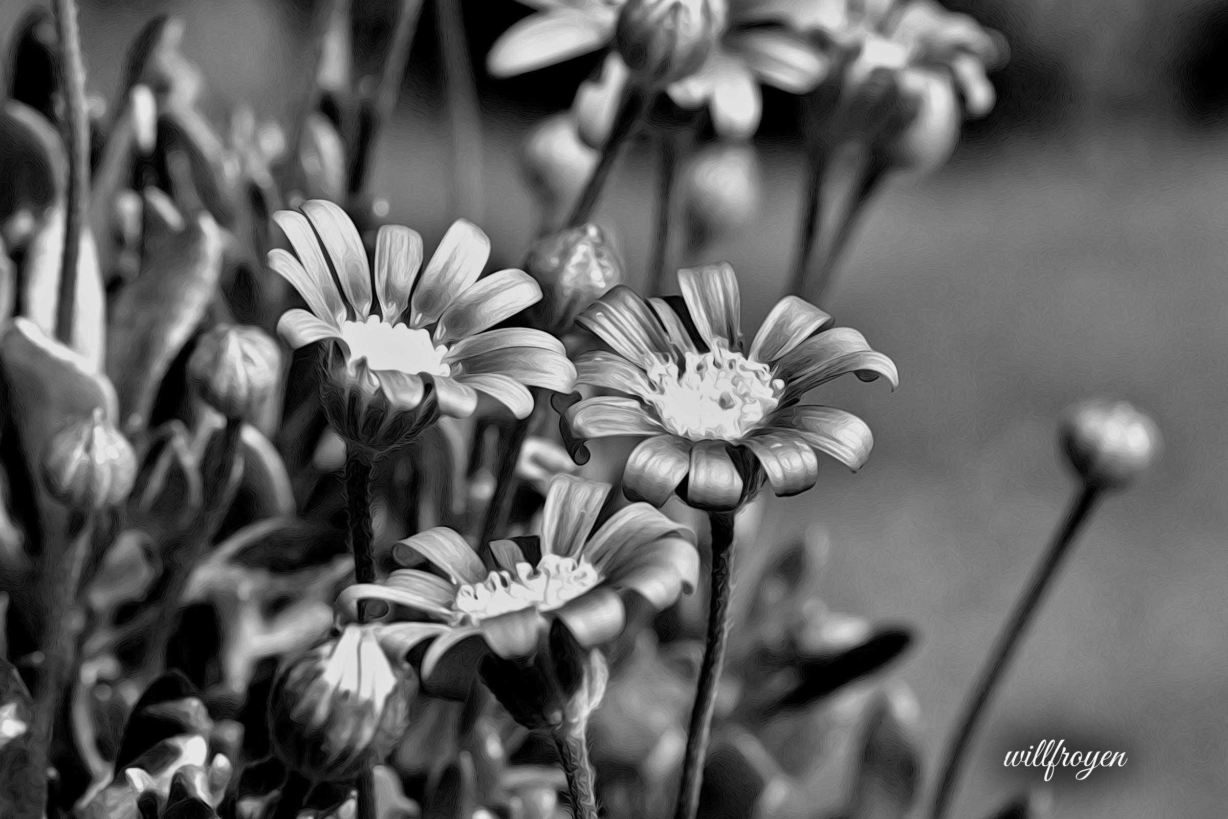 A black and white photo of a felicia with a painterly edit