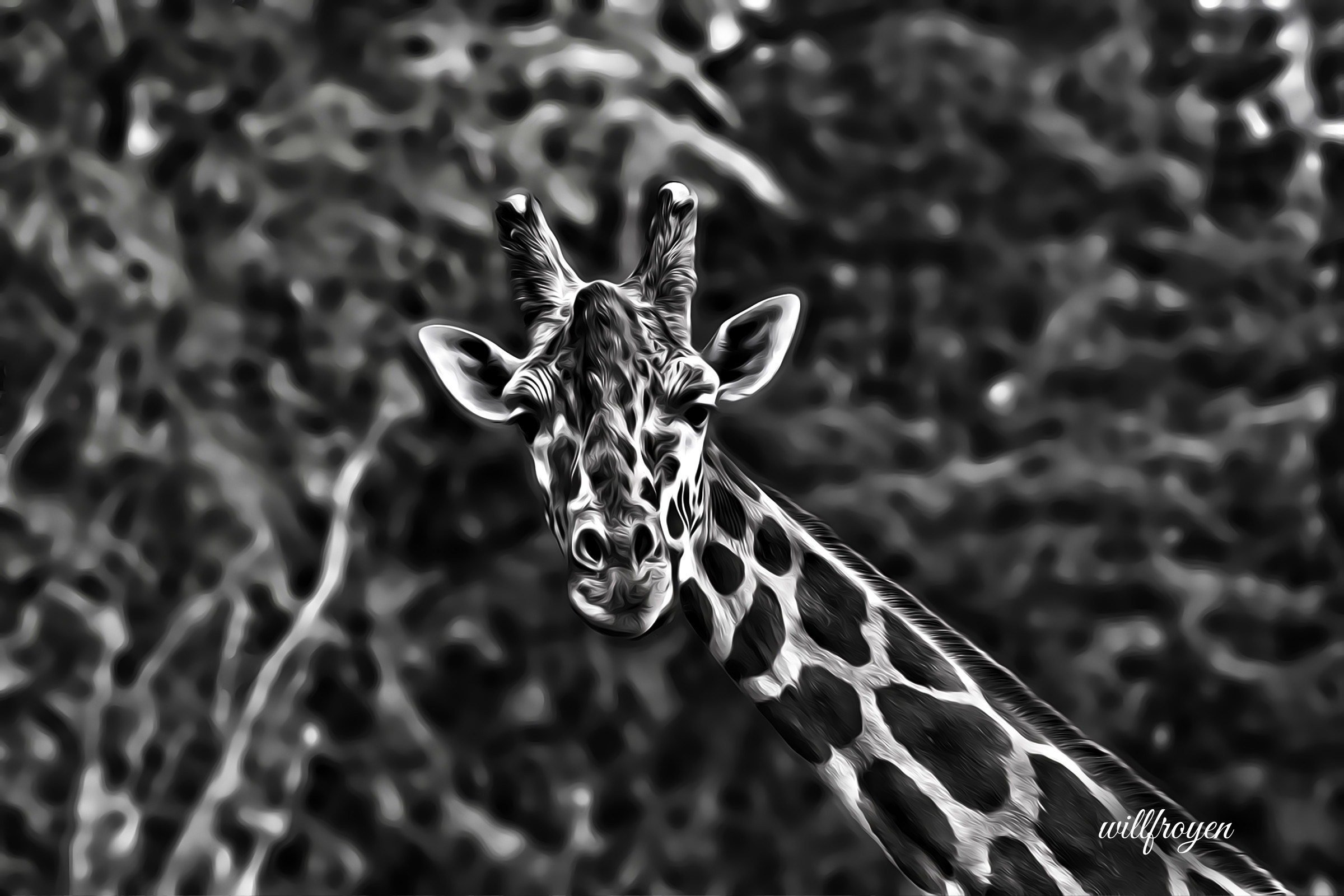 A black and white photo of a giraffe with a painterly edit