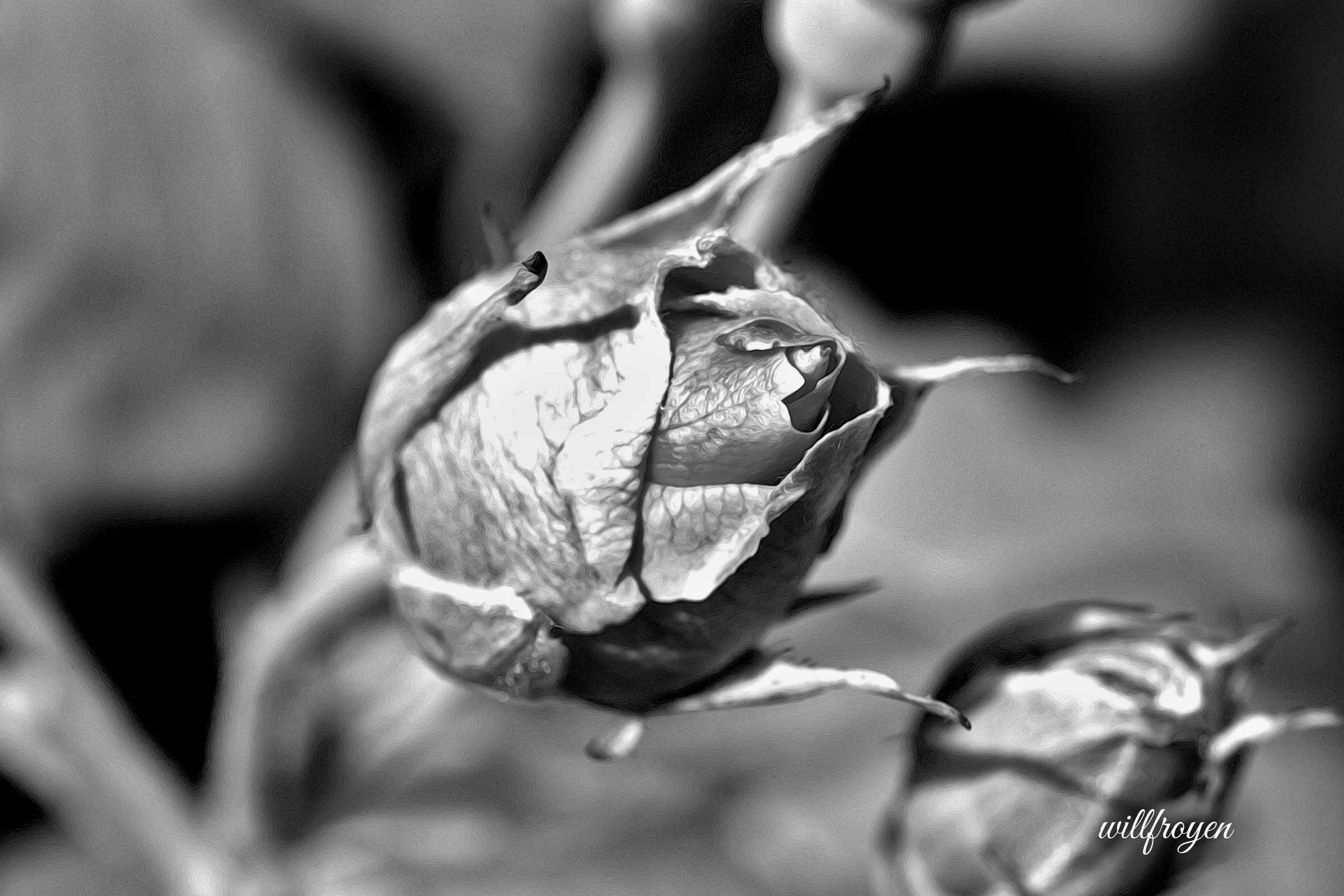 A black and white photo of a rose with a painterly edit