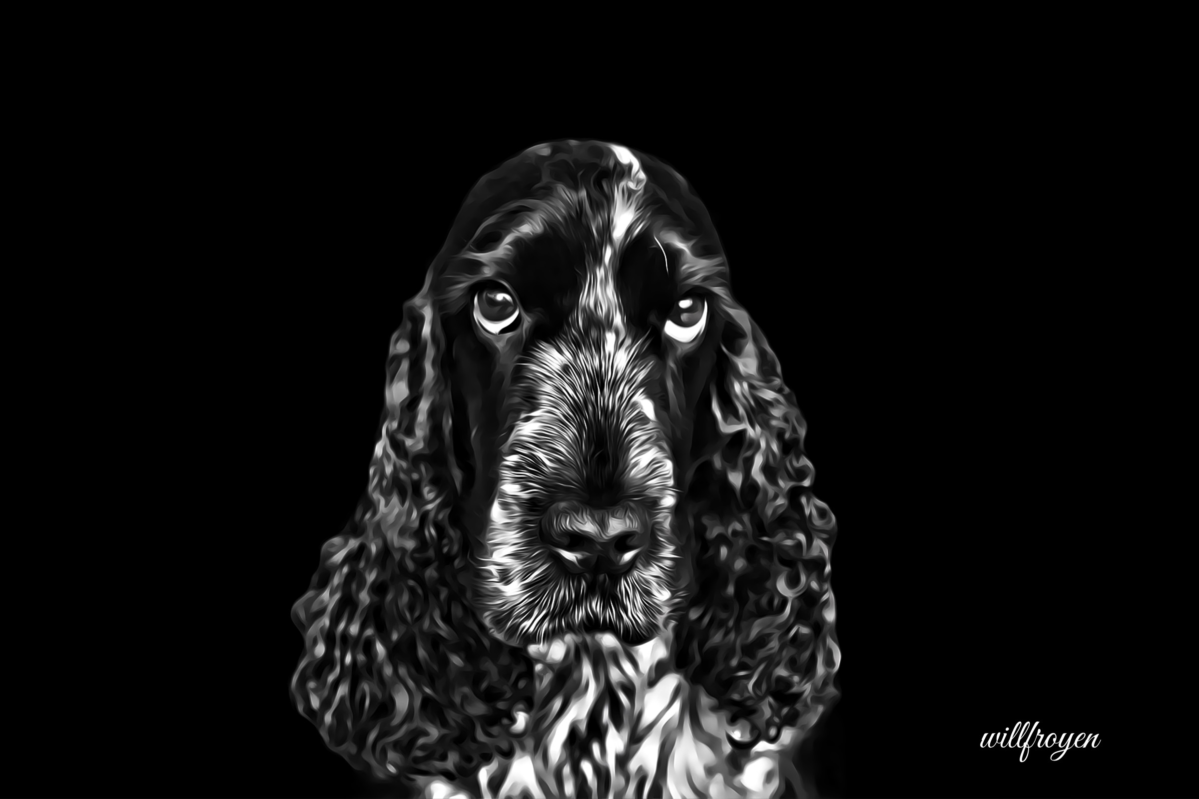 A black and white photo of a cocker spaniel with a painterly edit