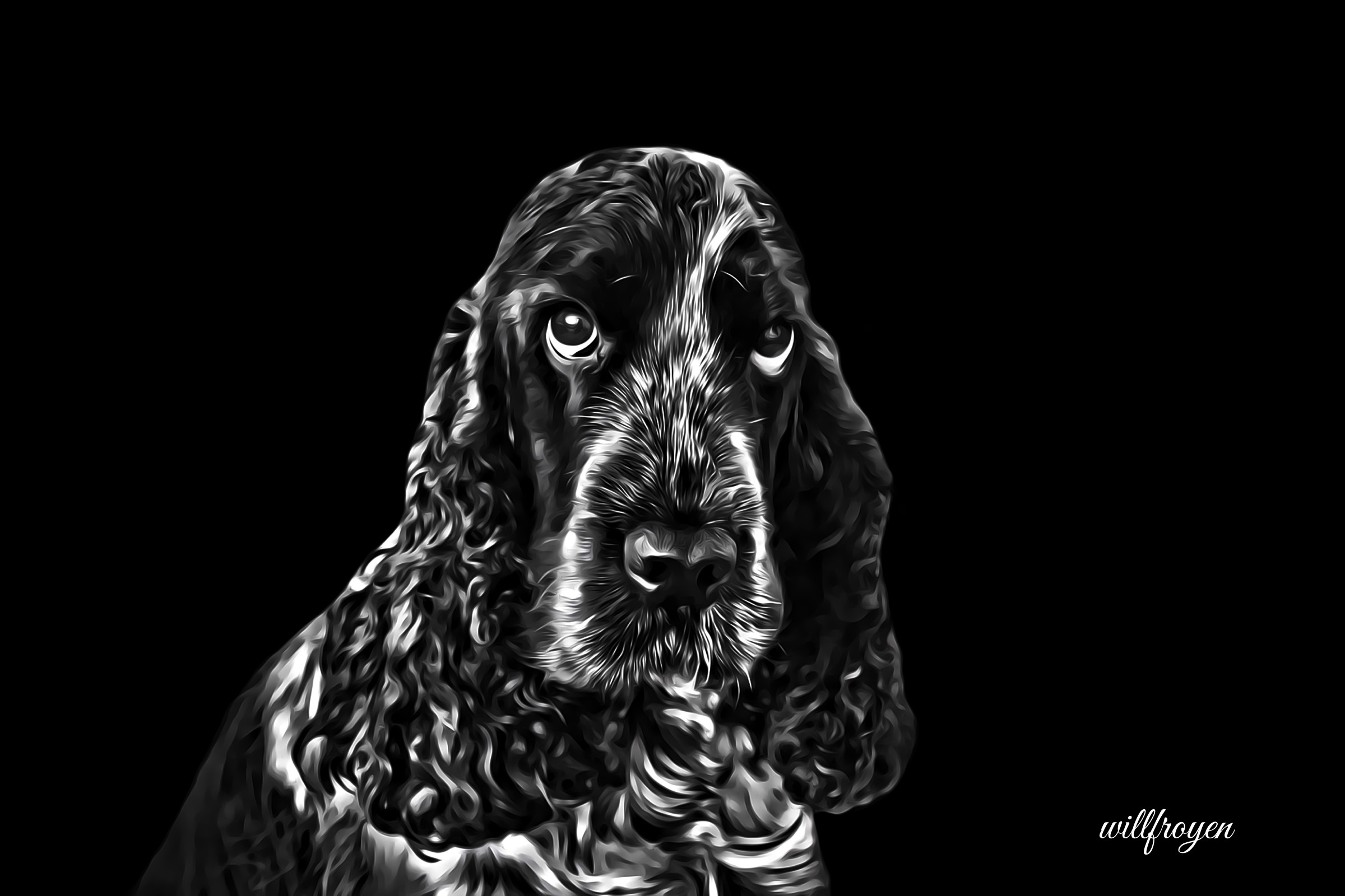 A black and white photo of a cocker spaniel with a painterly edit
