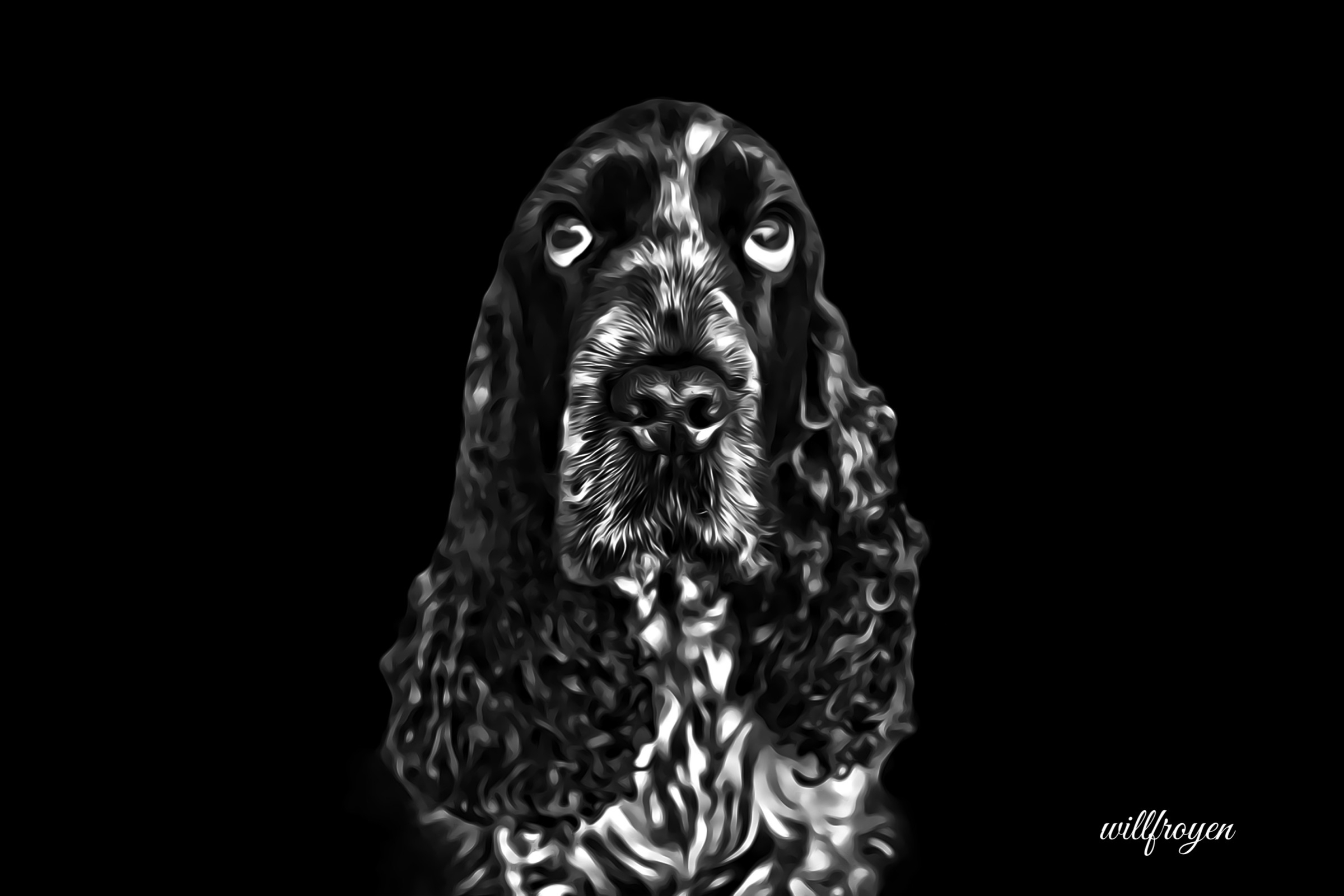 A black and white photo of a cocker spaniel with a painterly edit